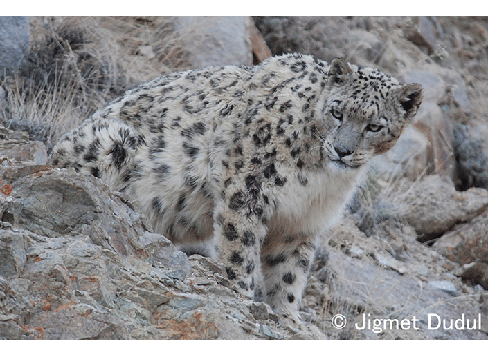「ユキヒョウ」の世界初?の写真集